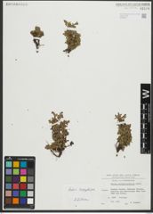 Foto von Salix serpyllifolia Scop.